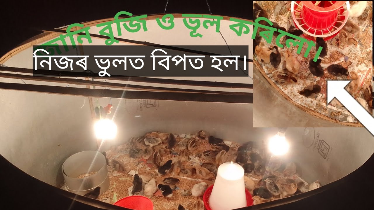 নিজৰ ভূলত murgi 🐤🐥🐣মৃত্যু মুখত পৰিল।🥺😟 #farming //সময় মতে ৰানিকেত ভেকচিন নিদিলে কি হয় চাওক।