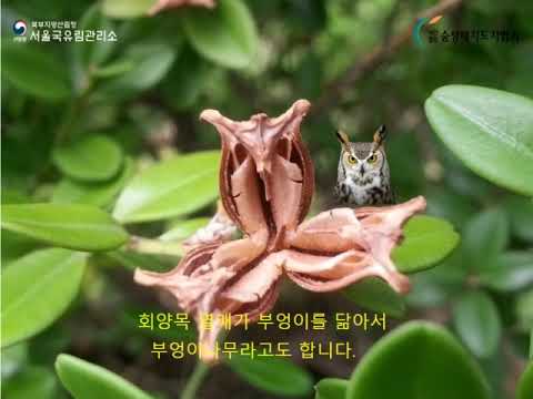2020 서울국유림 : (식물의 이해) 키작은  신기한 나무 회양목이야기
