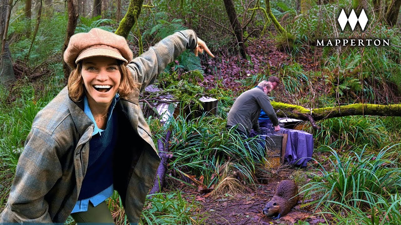 We Brought Beavers Back to our Ancient Landscape - Here's Why