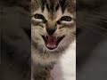 ÐšÐžÐ¢ ÐœÐÐ¢Ð•Ð Ð˜Ð¢Ð¡Ð¯! ðŸ˜³