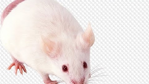 Handling of Rat and Mouse