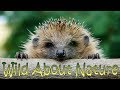 DIY Hedgehog Habitat Pallet Build With A 'Stumpery' On Top - Timelapse