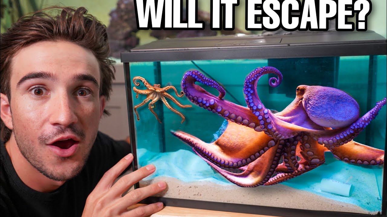 BUYING NEW AQUARIUM FOR MY EXOTIC OCTOPUS!! *gone wrong* YouTube