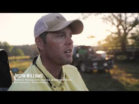 Tennessee Beefmaster Producer