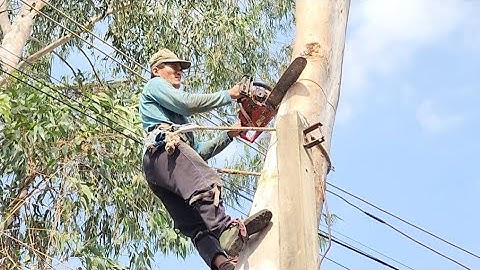 Cưa  cây  bạch  đàn  ,Ở  vị  trí  khó  nhiều  dây  điện  .Cưa  cây  kỷ  thuật  cao