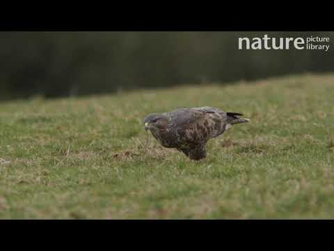 Common Buzzard running over grass to catch and eat a worm, Somerset, UK, February