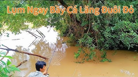 Câu Cá Ngách Suối Sông Bé, Ngách Suối Có Nhiều Cá Trê Và Cá Lăng Đuôi Đỏ/Tập 67/Hòa Vlog 934.