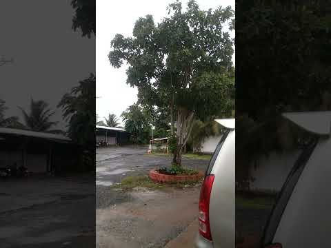 It rained all day. #magovidmt