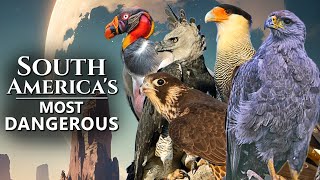 Top 5 Most Dangerous Birds of Prey in South America and their Curiosities by Birds & Sounds of Nature 2,552 views 5 months ago 6 minutes, 6 seconds
