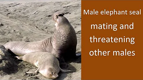 Male Elephant Seal Mating And Trying To Chase Away Other Males February 2021 Sigillo Di Elefante Male Elephant Seal Mating And Trying To Chase Away Other Males February 2021 Sigillo Di Elefante