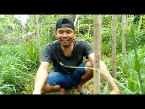 PANEN RUMPUT SETARIA