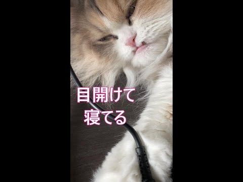 #Shorts【サイベリアン猫】寝ながらしっぽで仕事の邪魔をする猫えれにゃん