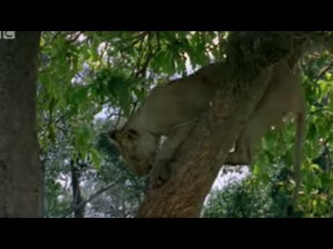 Lion cubs vs baboon - BBC wildlife