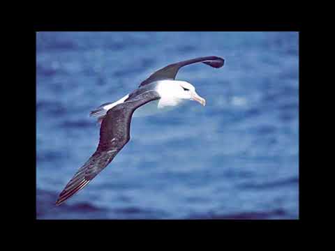 Video: Lisääntymisrajoitukset Vaikuttavat Luontotyyppien Saavutettavuuteen, Segregaatioon Ja Sympatristen Albatrossilajien Suosimiseen