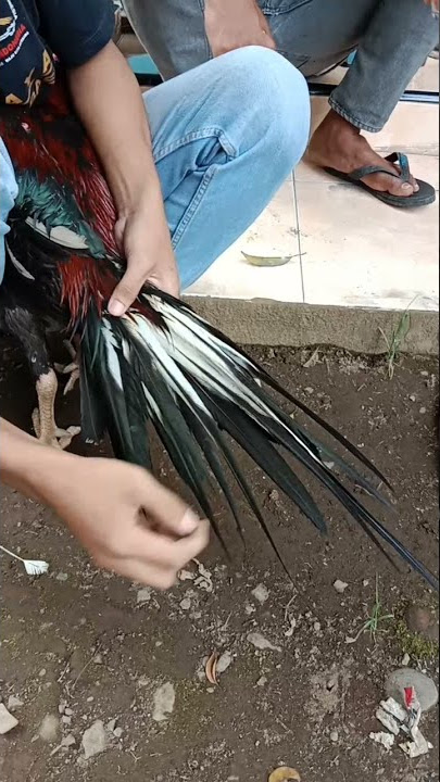 Cara Belajar Mlurud Ekor Lidi