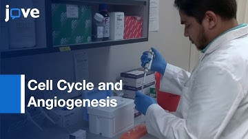 Cell Cycle and Angiogenesis Regulation by miRNA | Protocol Preview