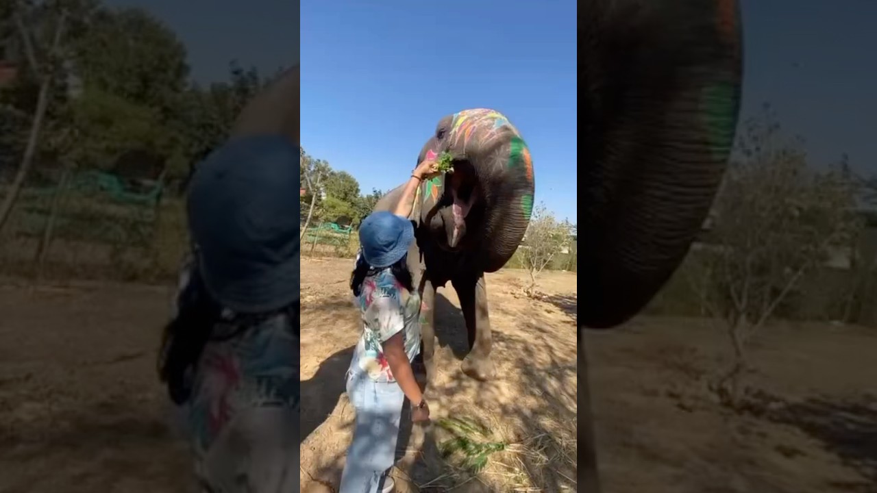😱😱🐘 Cute Feeding Moments | Elephant Park Fun #elephant #shortvideo