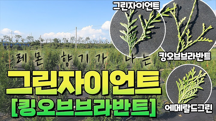 침엽수계의 대 혁명 part.2 !! 침엽수 중의 최고의 수종! 그린자이언트 & 킹오브 브라반트 2편 입니다! [대림묘목농원_돈이되는나무]