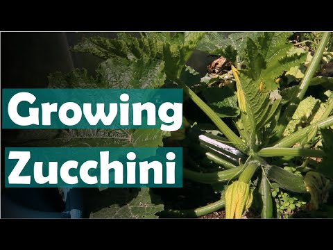 Growing zucchini in raised beds: Everything you need to know
