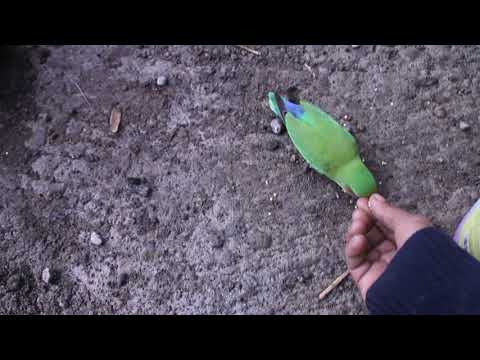 Video: Cara Memberi Nama Burung Beo Lovebird