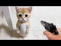 Funniest Cats and Dogs - Funny and cute moments of animal loving family