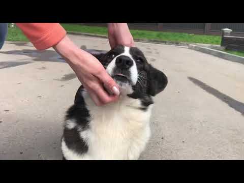 Video: Mbwa Wa Cardigan Welsh Corgi Anzaa Hypoallergenic, Afya Na Muda Wa Maisha