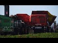 Grimme - John Deere - Hawe / Rübenernte - Harvesting Beets  2023  pt1