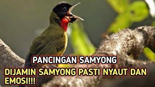 PANCINGAN SAMYONG CUKUP PUTAR 5 MENIT SAMYONG ANDA PASTI NYAUT..!!