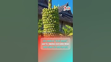 Cây chuối “vỡ kế hoạch”: Già yếu những vẫn gồng mình nuôi cùng lúc hơn 500 quả | Hóng Chuyện Đó Đây