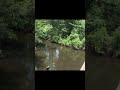 Bridge Over Alligator Creek In Eastman Georgia Will Be Closing On Monday For Replacement