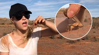 I Try To Survive the Australian Outback for 24 Hours