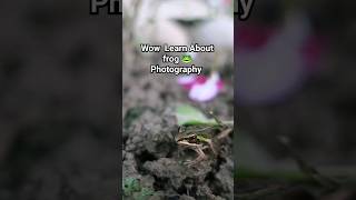 Frog Photography