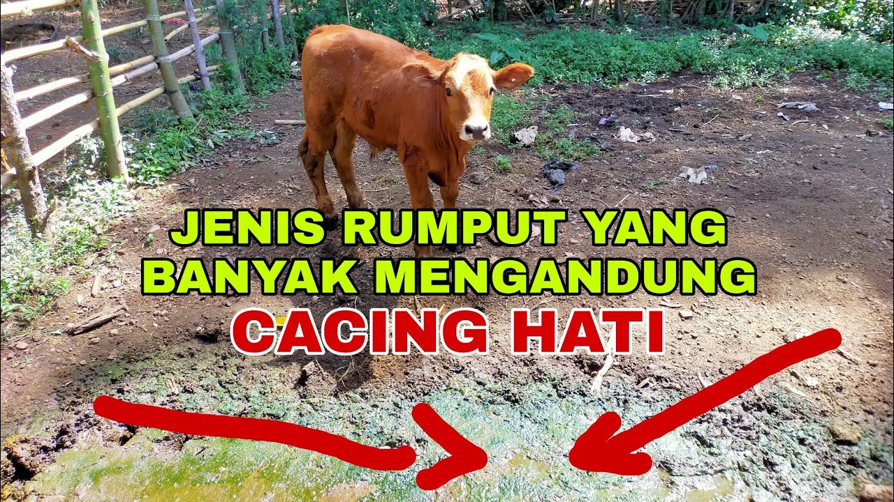 Jenis Rumput Yang Banyak Mengandung Cacing Hati - YouTube