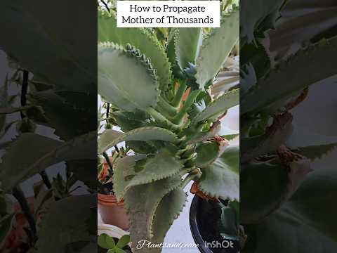 How to Propagate