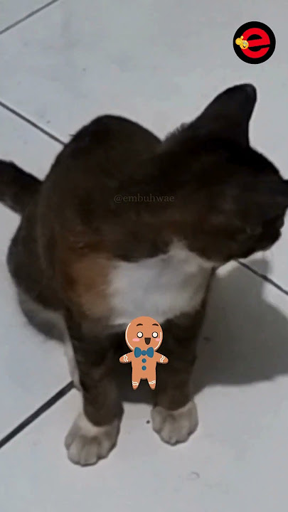 hokya hokya ... #yearofyou #kucinglucu #funnycat #shortslucu