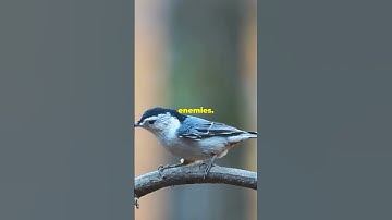 The White Breasted Nuthatch: Natures Quirky Bird #birds #nuthatch #birdfacts