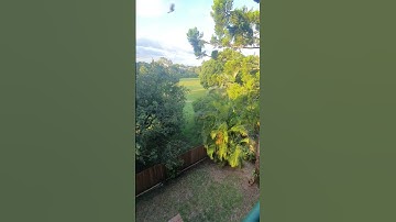 Golden Canopies: Nature