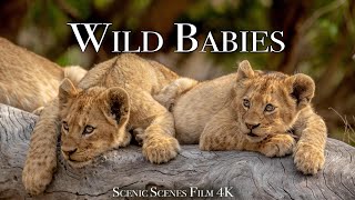 Wild Babies 4K  Amazing World Of Young Animals | Scenic Relaxation Film