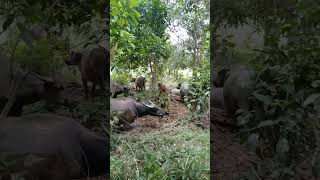 Download Lagu #nqc#online#animals#buffalo#shorts#youtubeshorts#kerbau yang sedang berlindung dan berkubang. MP3