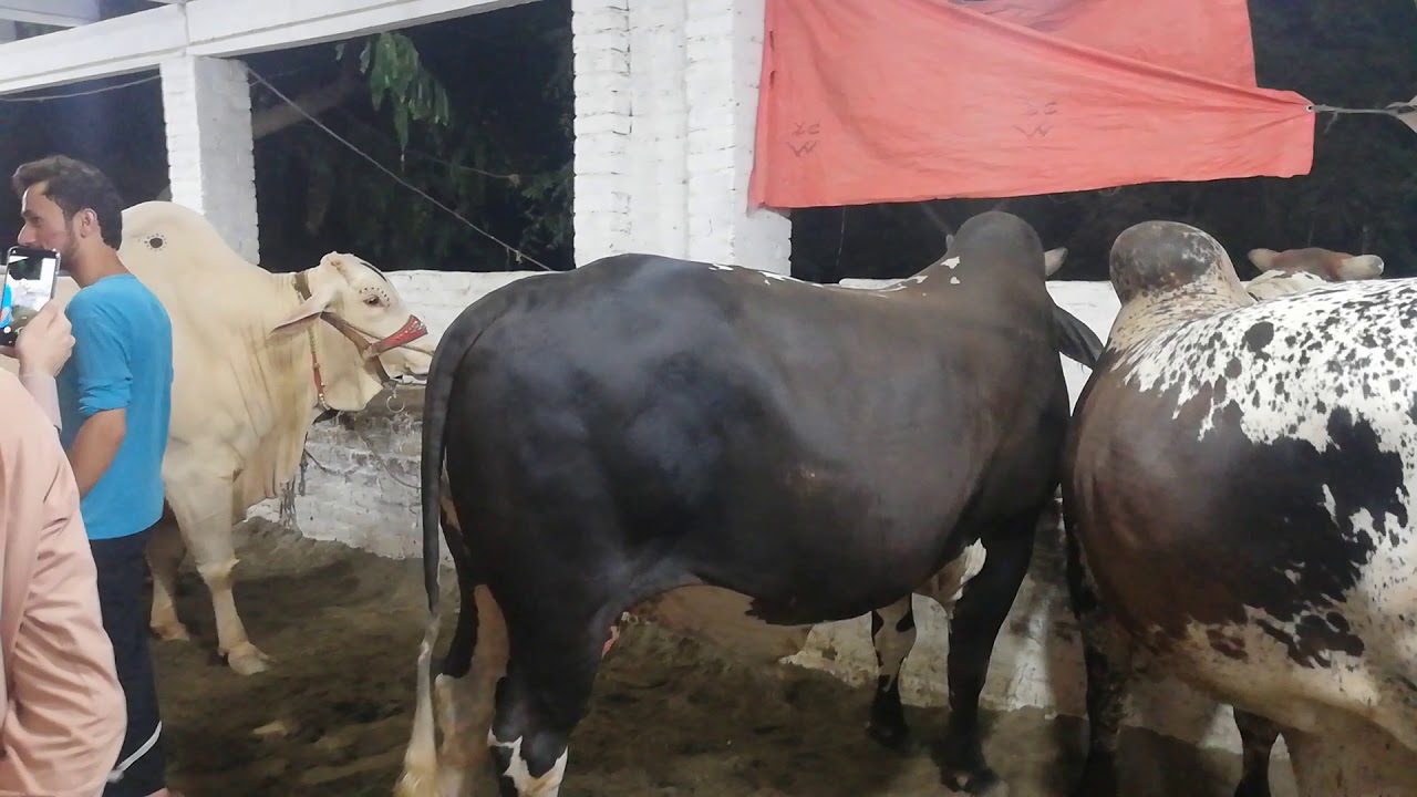 Zabardast Janwar Ring Road Mandi Peshawar 2019