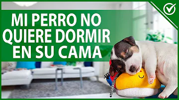 ¿Se acostumbran los cachorros a dormir solos?