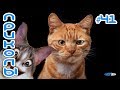 Приколы с котами и кошками 2019 Смешные коты и кошки 2019 Приколы с котами до слёз #41