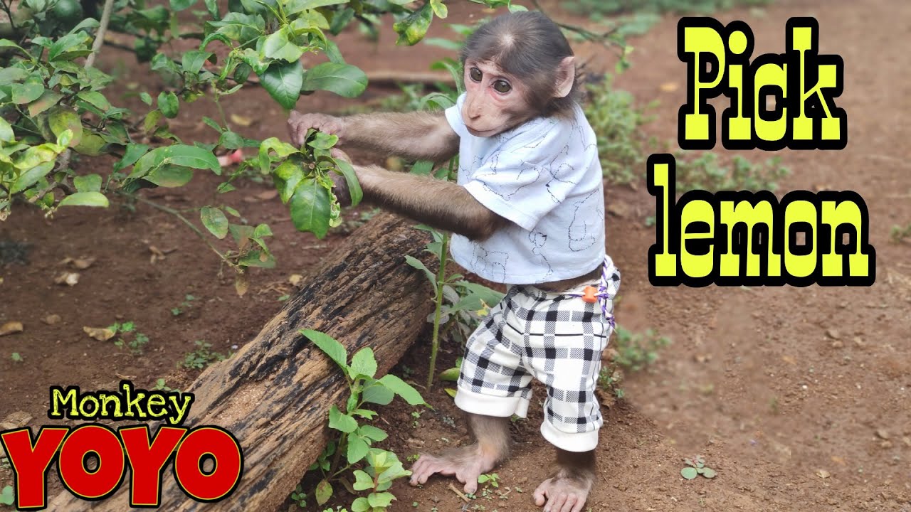 Йо Йо JR кирки в лимон к делать лимон сок