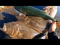 ヒラメ、青物、砂浜でこんな魚が釣れるんだから釣りって楽しい