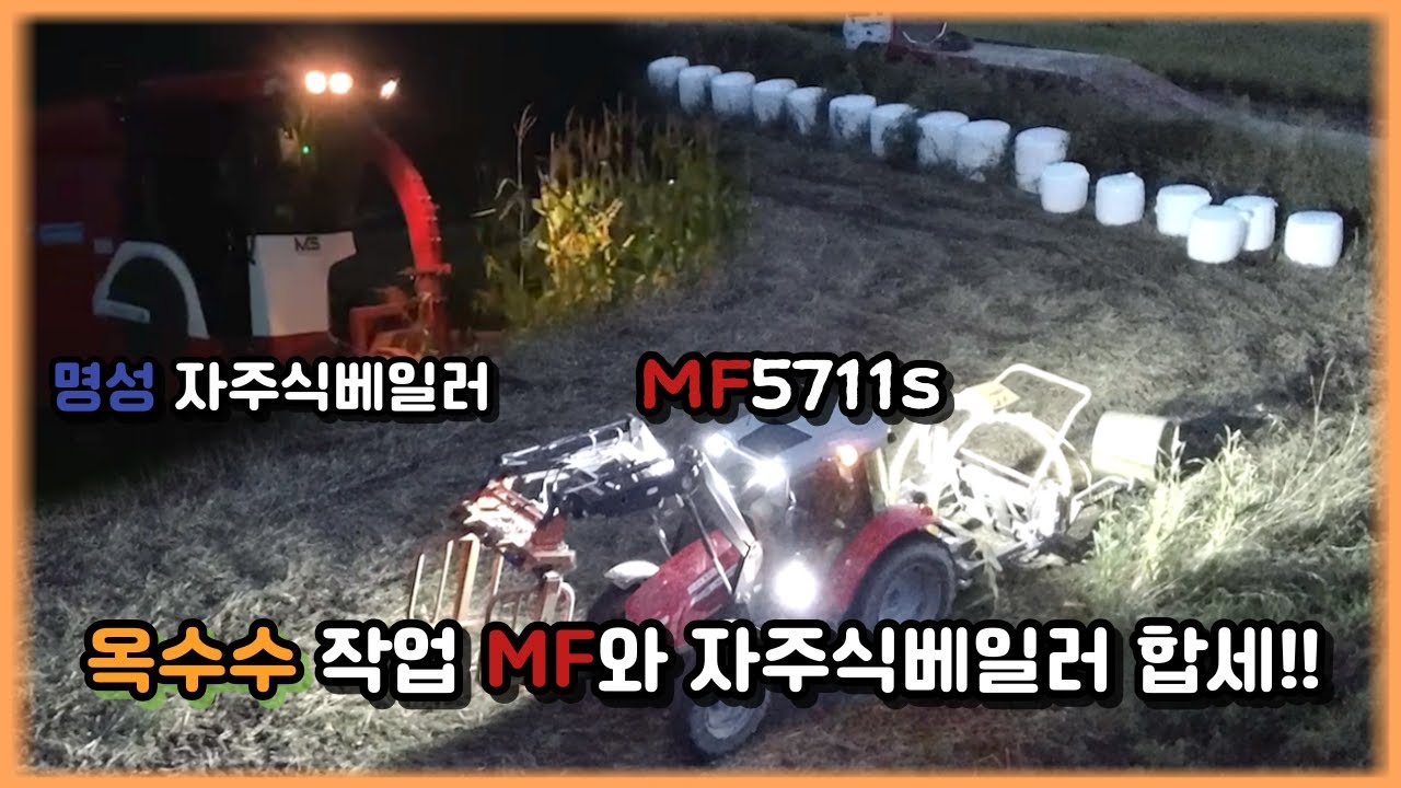 MF트렉터와 MS명성 자주식베일러로 옥수수 작업 하기!!