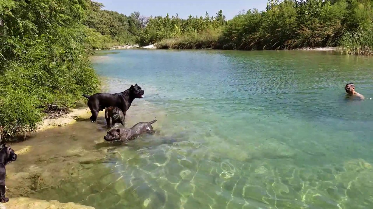 Taking our entire pack of dogs to the Frio River. Part 1