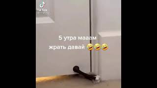 Во так мой Кот будит меня каждый день