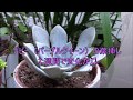 デビーの葉挿し“一週間後の変化♫ Succulent Garden Nagasaki JP