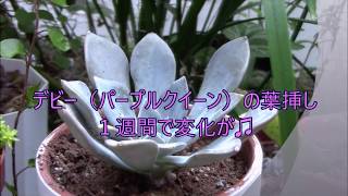 デビーの葉挿し“一週間後の変化♫ Succulent Garden Nagasaki JP