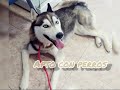 YAKO (ADOPTADO)